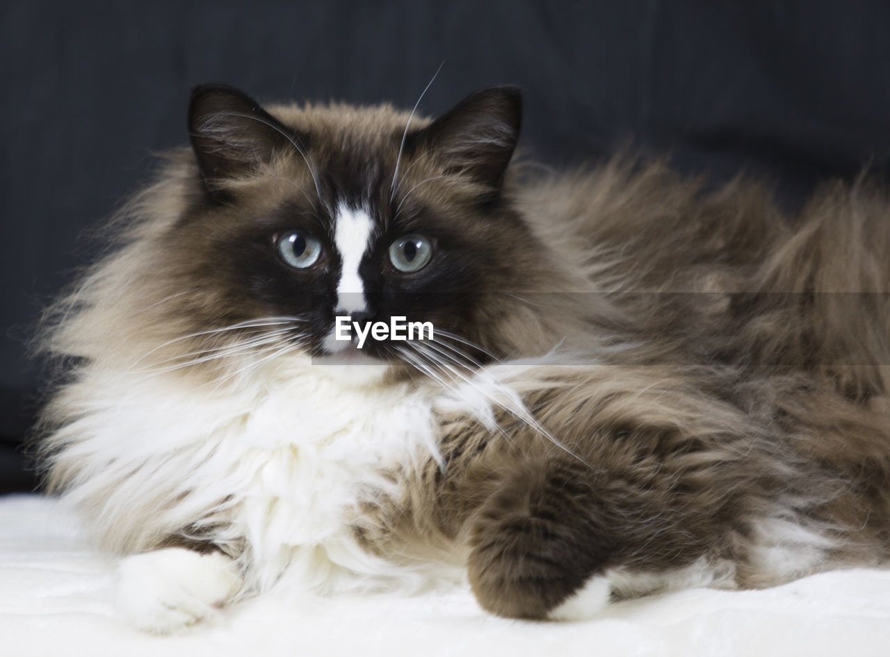 PORTRAIT OF CAT RELAXING ON BED