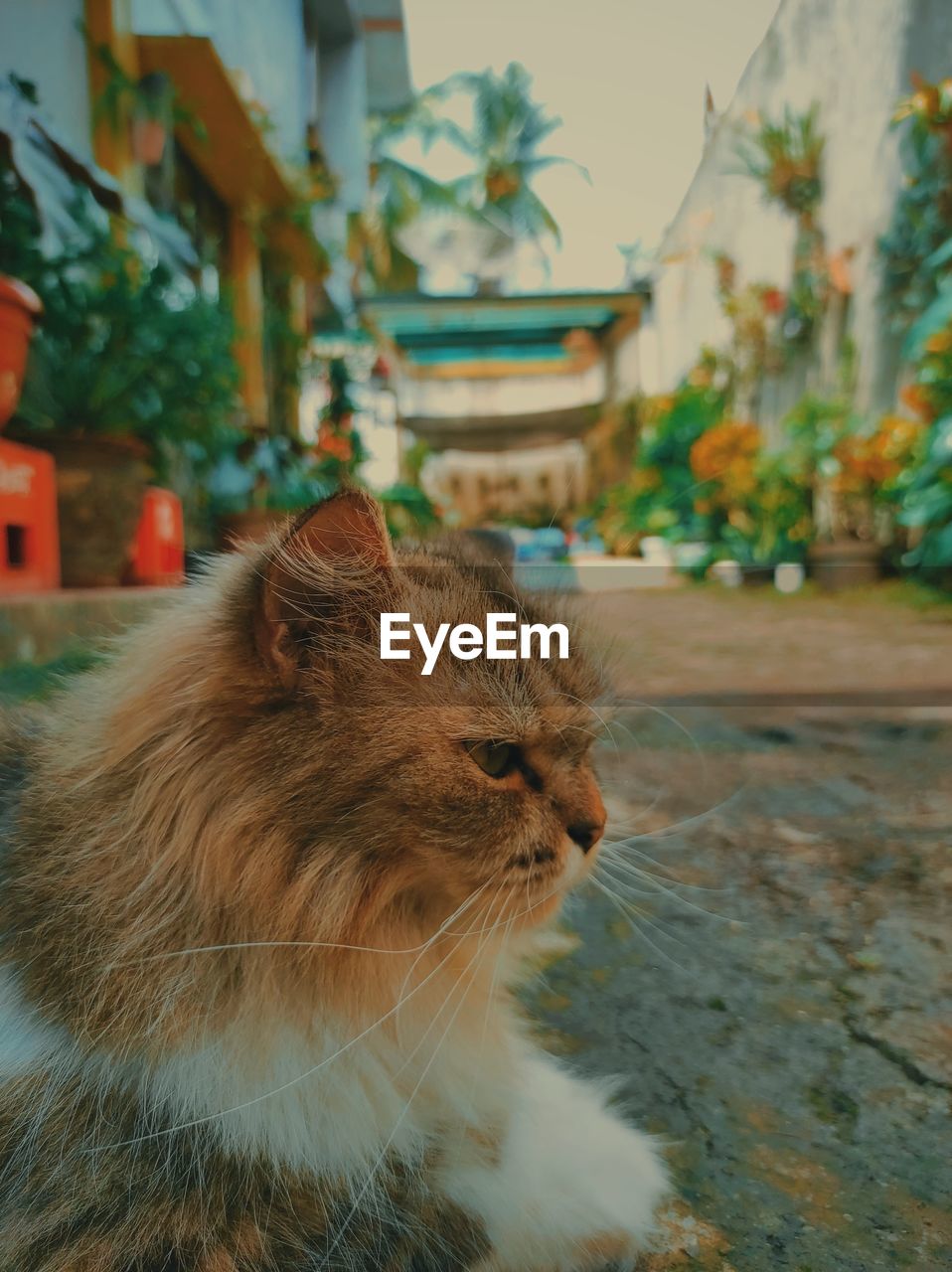 CLOSE-UP OF CAT LOOKING AWAY OUTDOORS