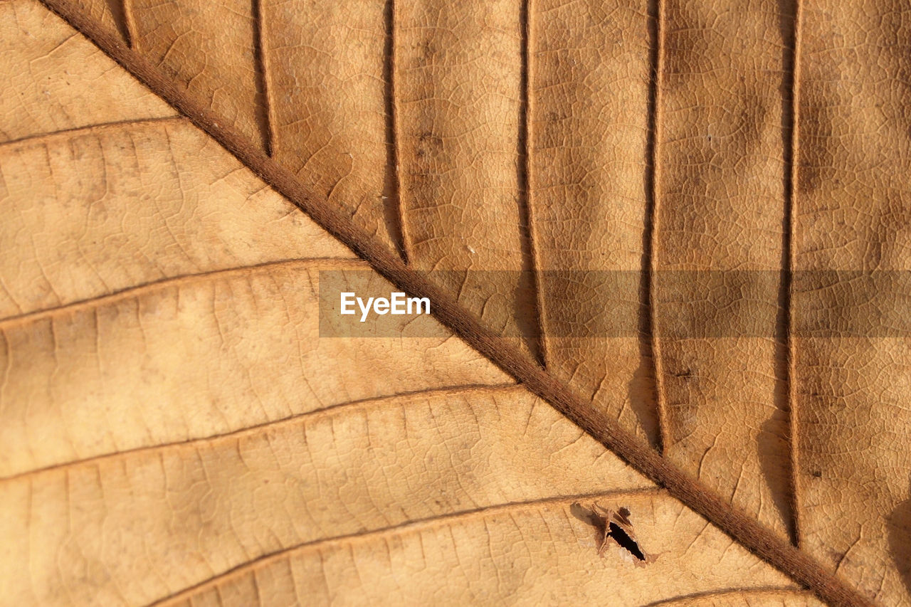 MACRO SHOT OF FEATHER ON WOOD