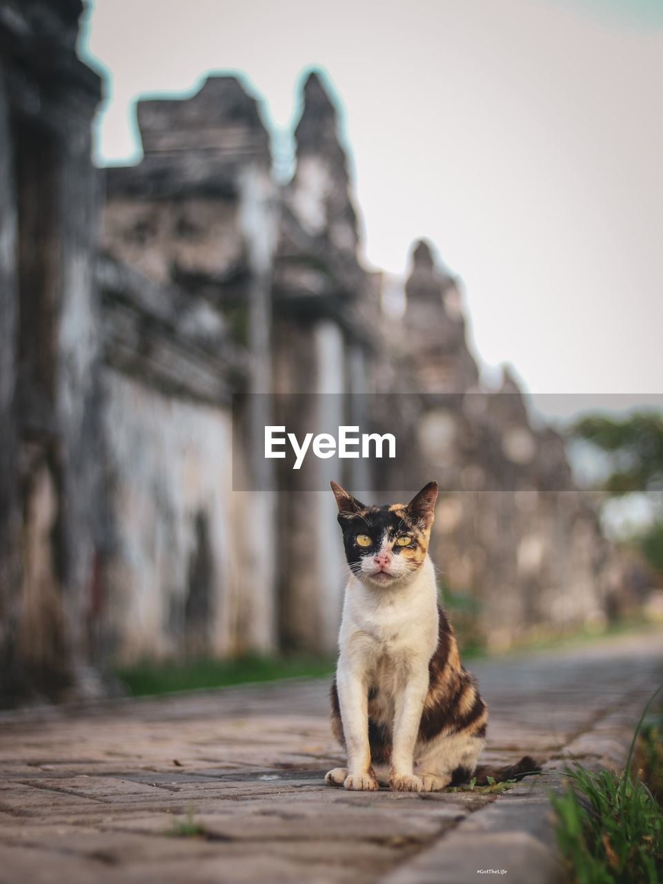 PORTRAIT OF A CAT SITTING ON A WALL