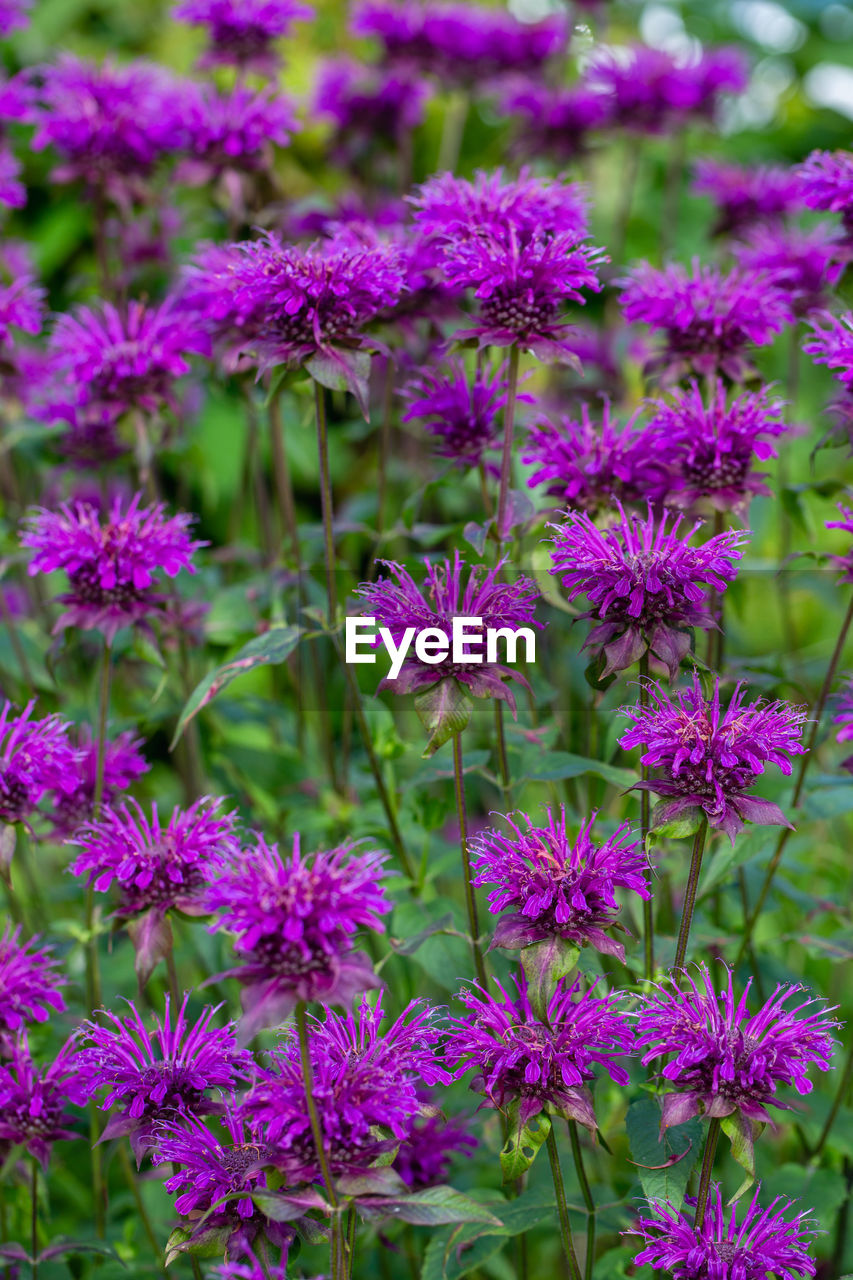 Monarda didyma balmy purple flowers gathered