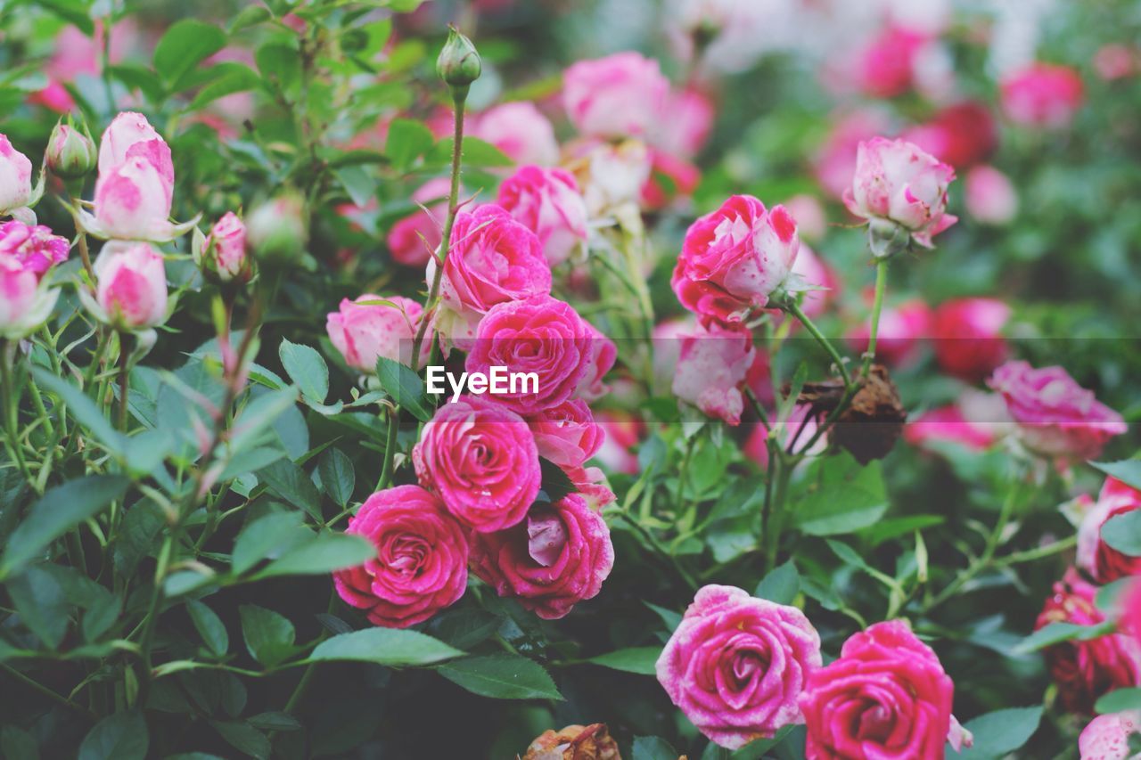 Close-up of pink roses blooming outdoors