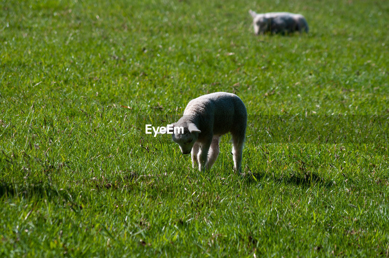 Young lamb playing in field with another out of focus watching from behind. 