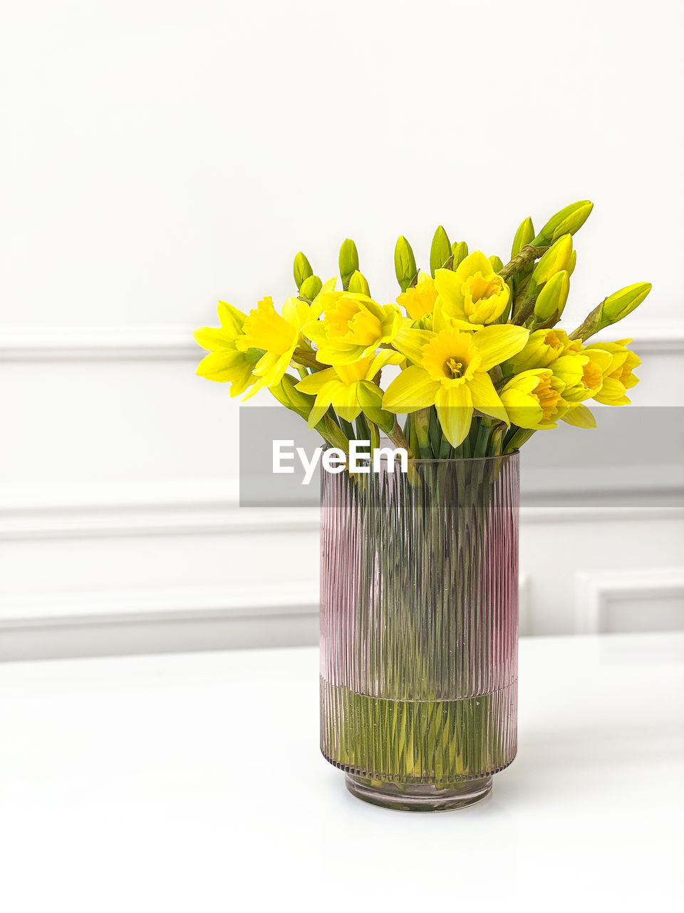Bouquet of yellow narcissus flowers daffodils in pink vase on table over white background
