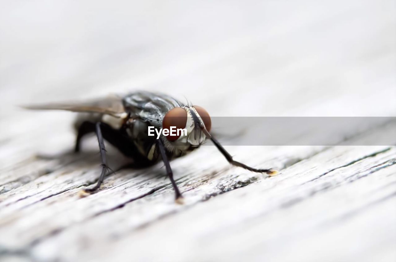 CLOSE-UP OF HOUSEFLY ON WOOD