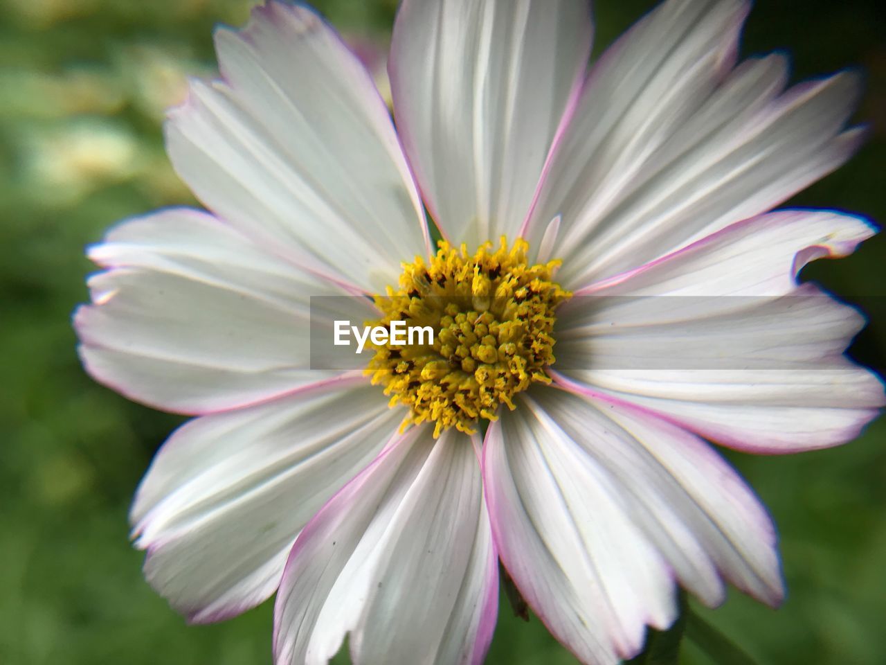 CLOSE-UP OF YELLOW FLOWER BLOOMING