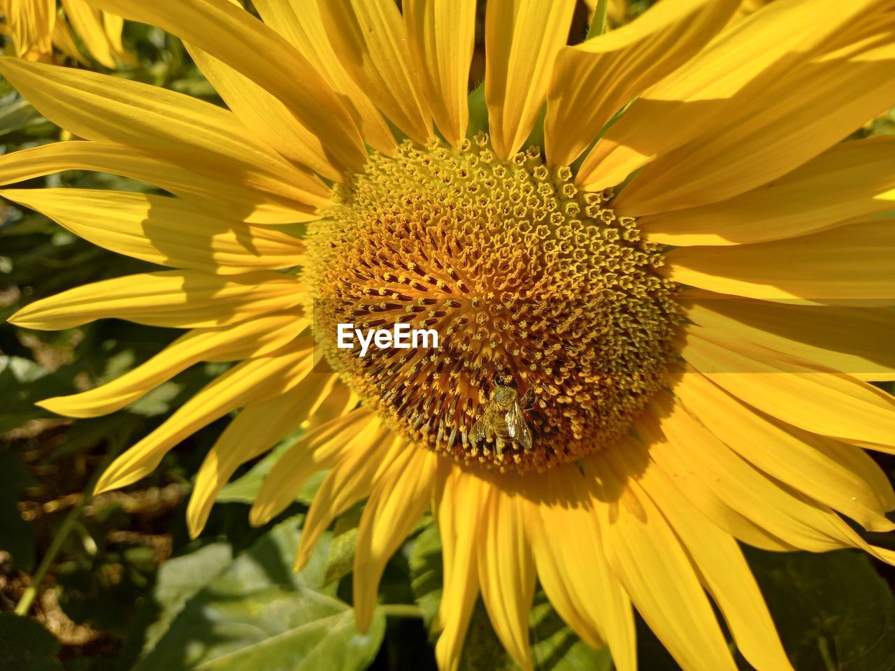 CLOSE-UP OF YELLOW FLOWER