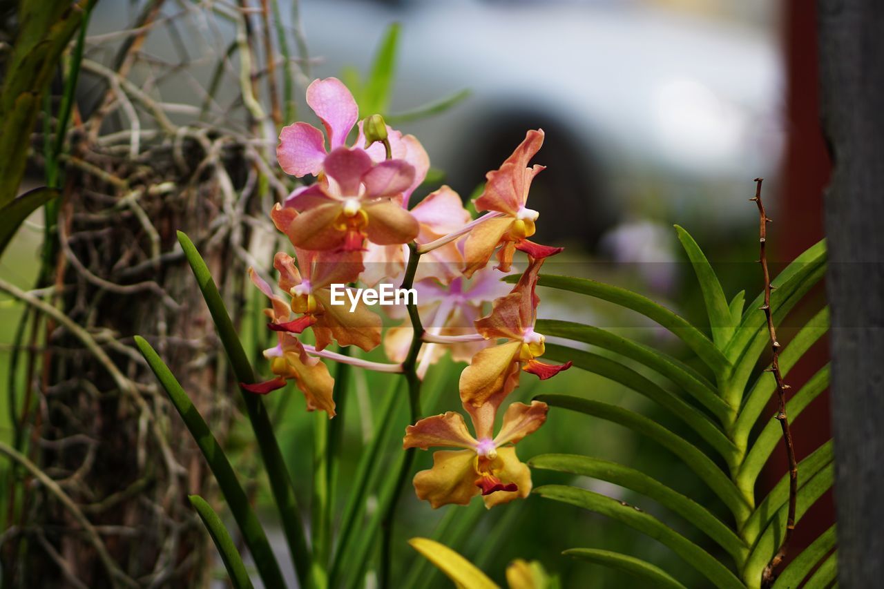 CLOSE-UP OF FLOWERING PLANTS