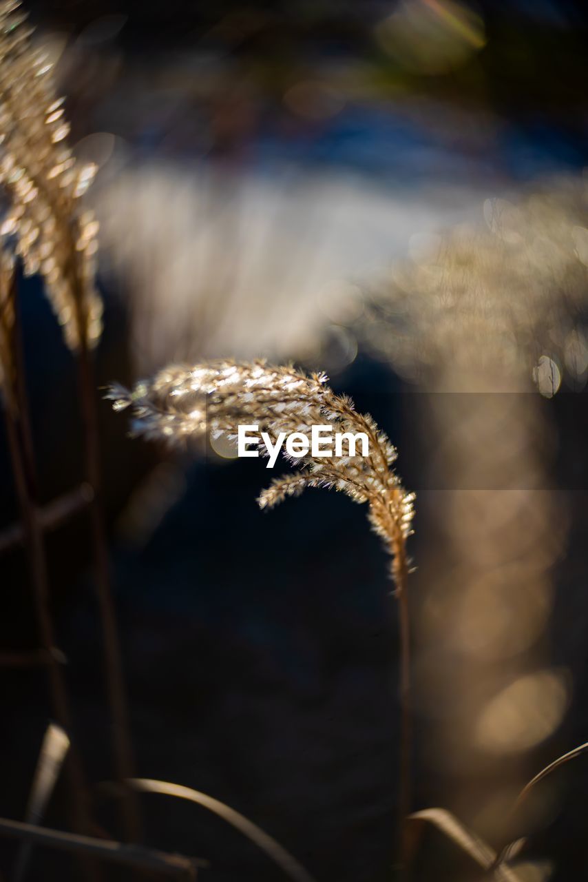 CLOSE-UP OF FROZEN PLANT