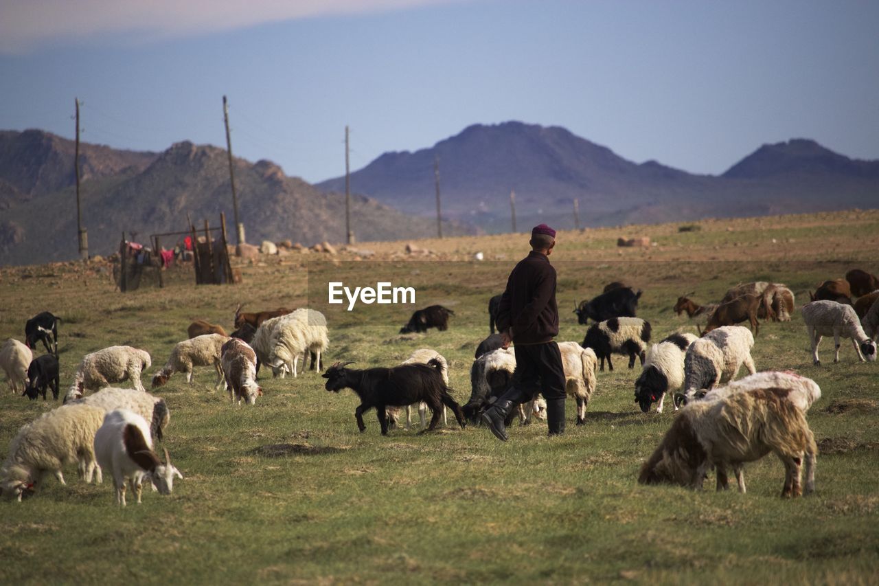 Shepherd with herd of goats on field against sky