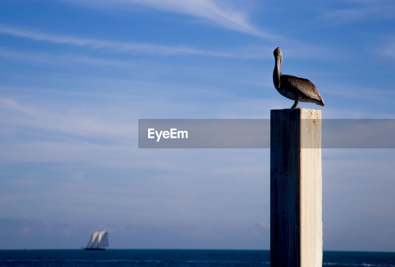 SEAGULL PERCHING ON WOODEN POST