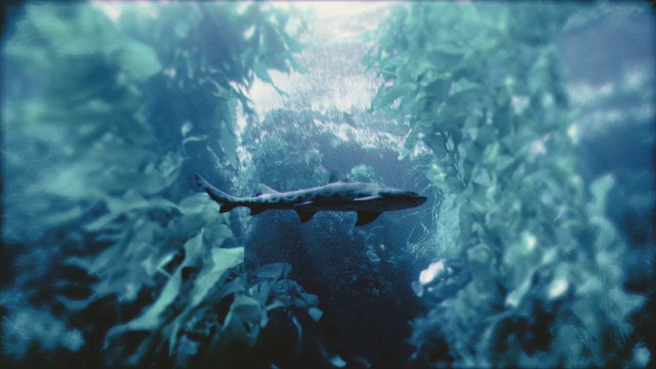 Shark swimming in sea