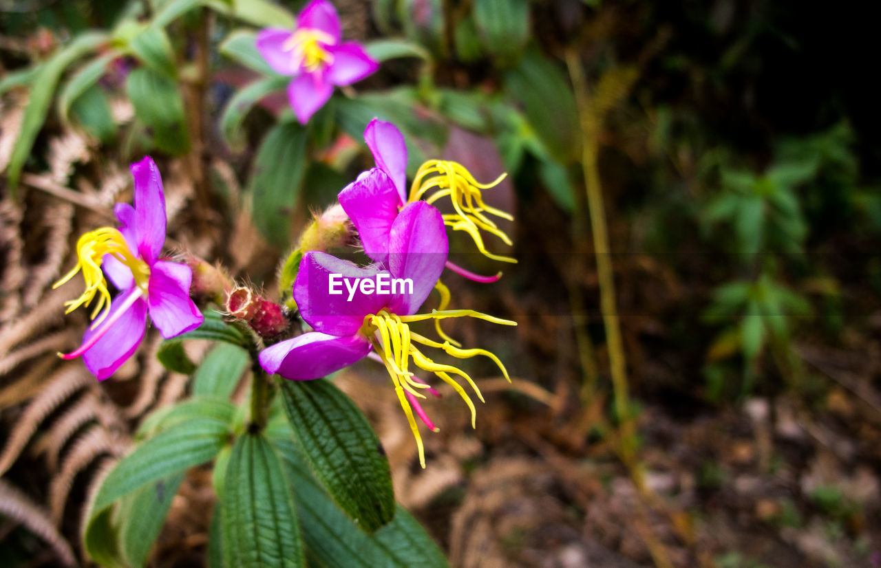 CLOSE-UP OF FRESH PURPLE FLOWERS BLOOMING OUTDOORS