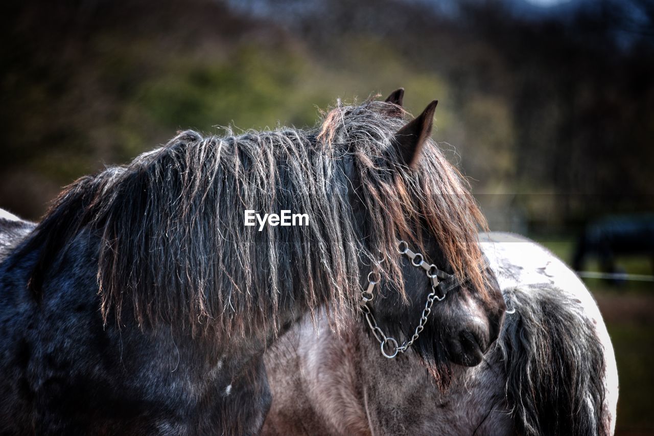 Close-up of a horse