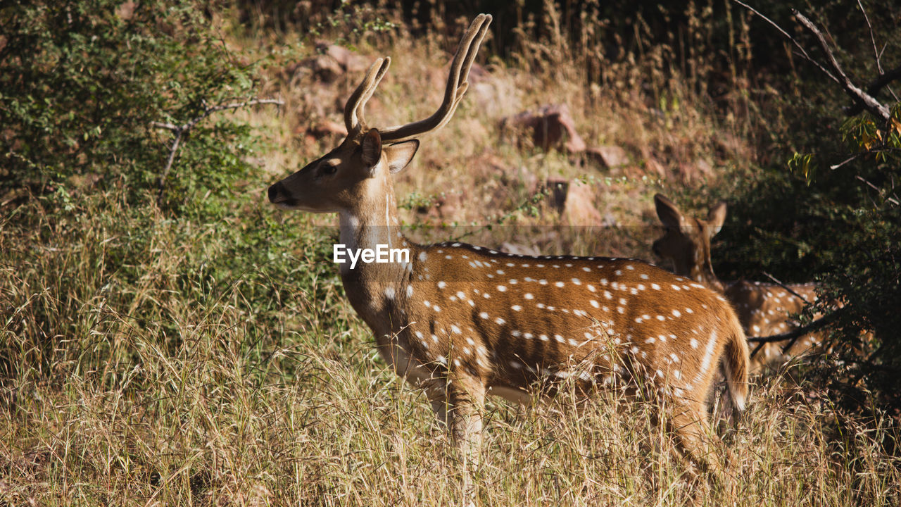 animal, animal themes, animal wildlife, wildlife, mammal, deer, plant, nature, field, no people, antler, grass, land, herbivorous, group of animals, spotted, tree, domestic animals, day, forest, outdoors, stag, brown, impala, horned, standing, beauty in nature, sunlight, prairie, non-urban scene