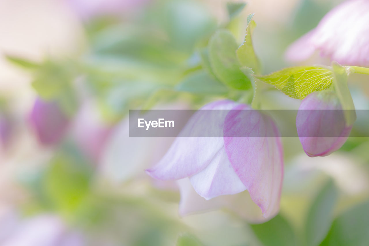 plant, flower, flowering plant, freshness, beauty in nature, blossom, close-up, nature, pink, petal, growth, no people, fragility, springtime, plant part, leaf, macro photography, selective focus, flower head, inflorescence, outdoors, purple, focus on foreground, lilac, green, wildflower, day, pastel colored, bud