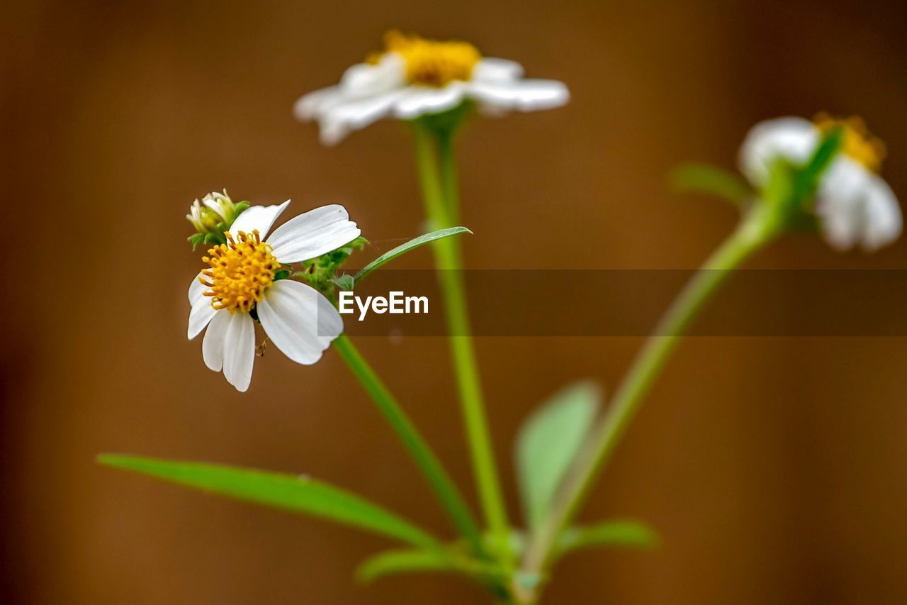 Close-up of white flowering plant