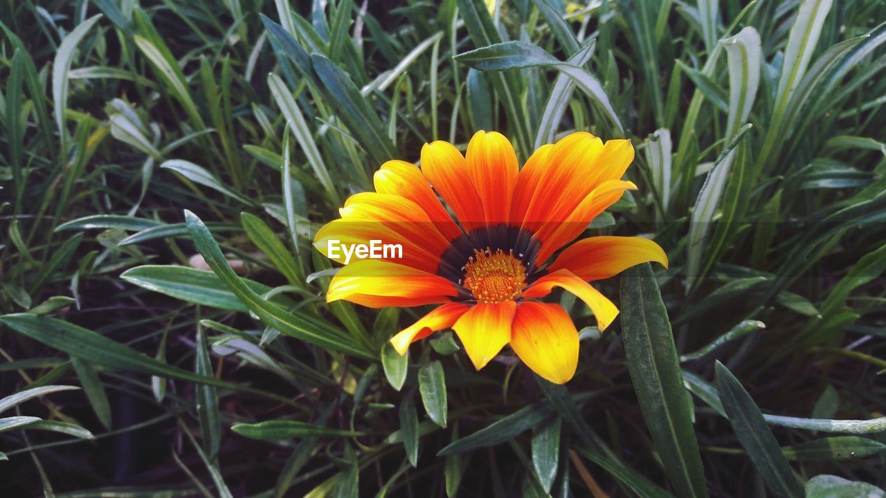 Close-up of yellow flower in field