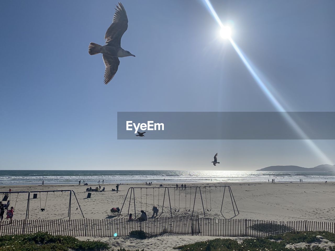 SEAGULLS FLYING OVER SEA