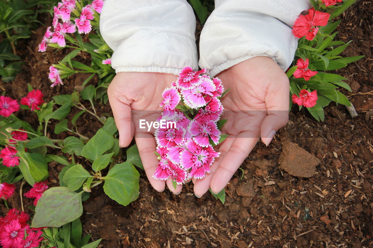 High angle view of hand holding pink flower