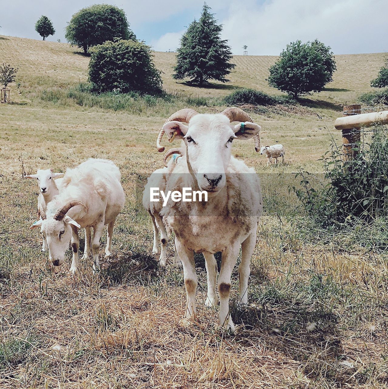 High angle view of goats standing on field