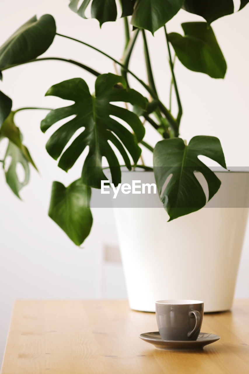 A gray cup with espresso coffee stands on a wooden table against the background of a monstera plant.