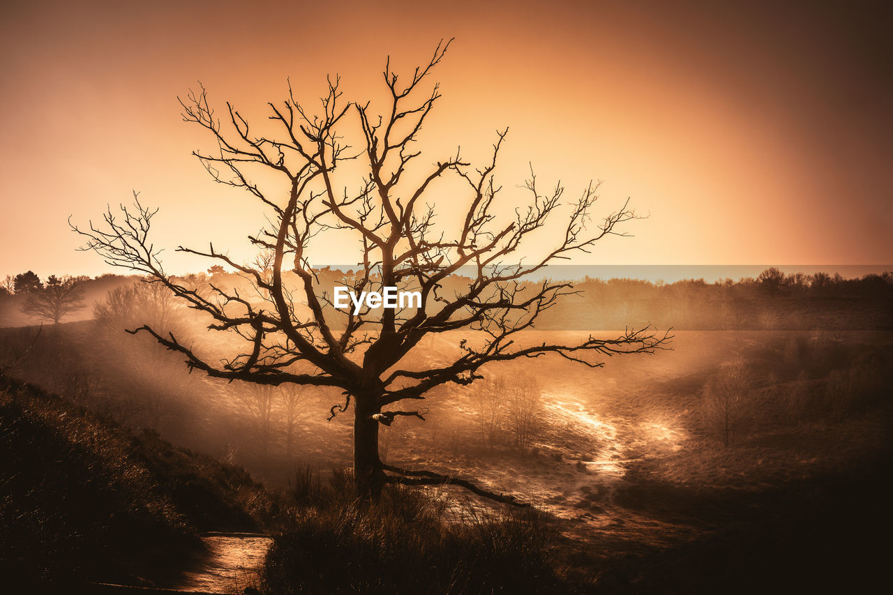 SILHOUETTE TREE ON SHORE AGAINST DRAMATIC SKY