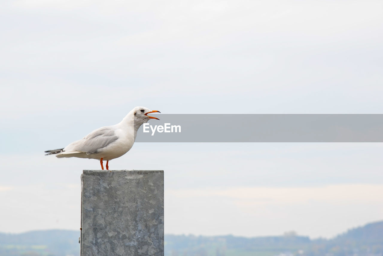 BIRD PERCHING ON WOODEN POST