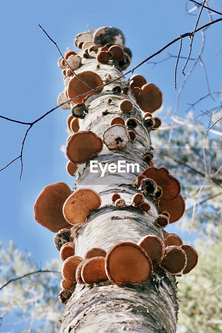 Mushrooms growing on a birch tree