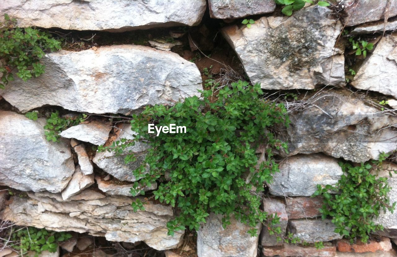 CLOSE-UP OF PLANTS AGAINST TREES