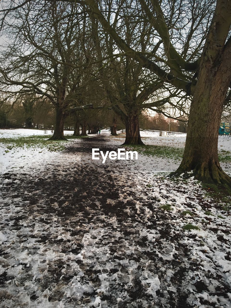 BARE TREES IN SNOW COVERED LANDSCAPE