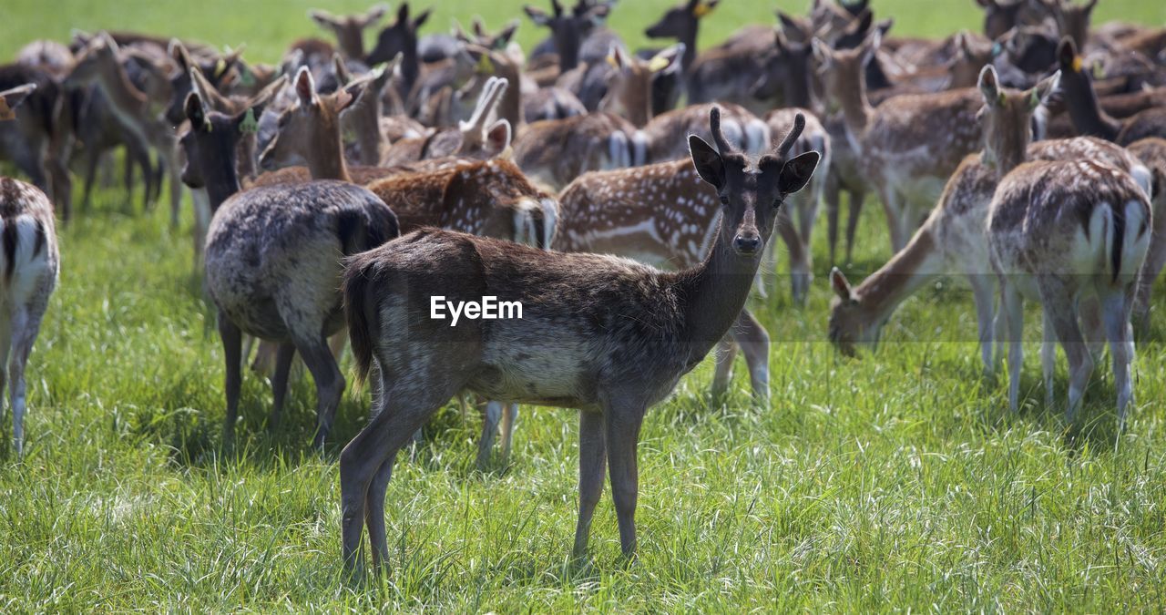 Deer on field