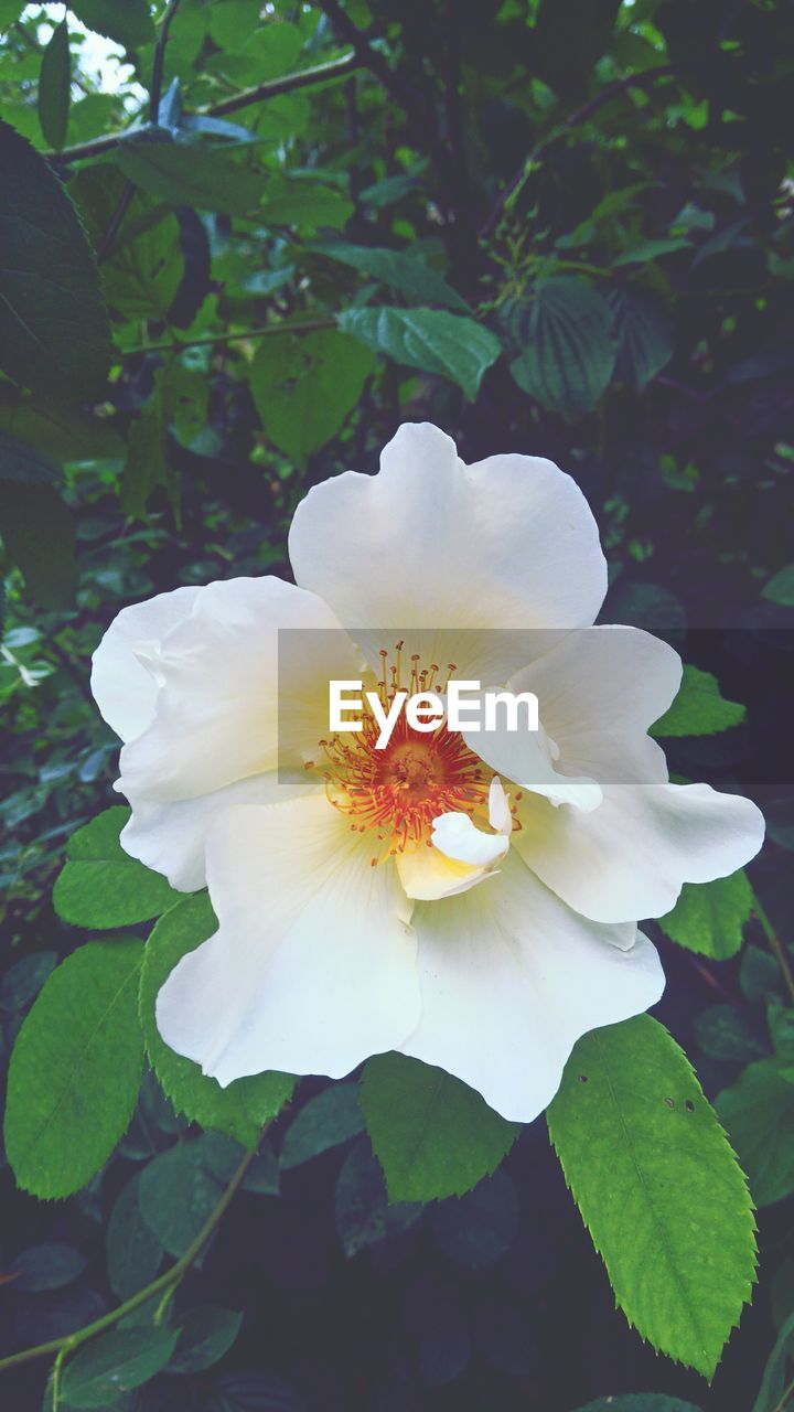 CLOSE-UP OF WHITE FLOWER BLOOMING