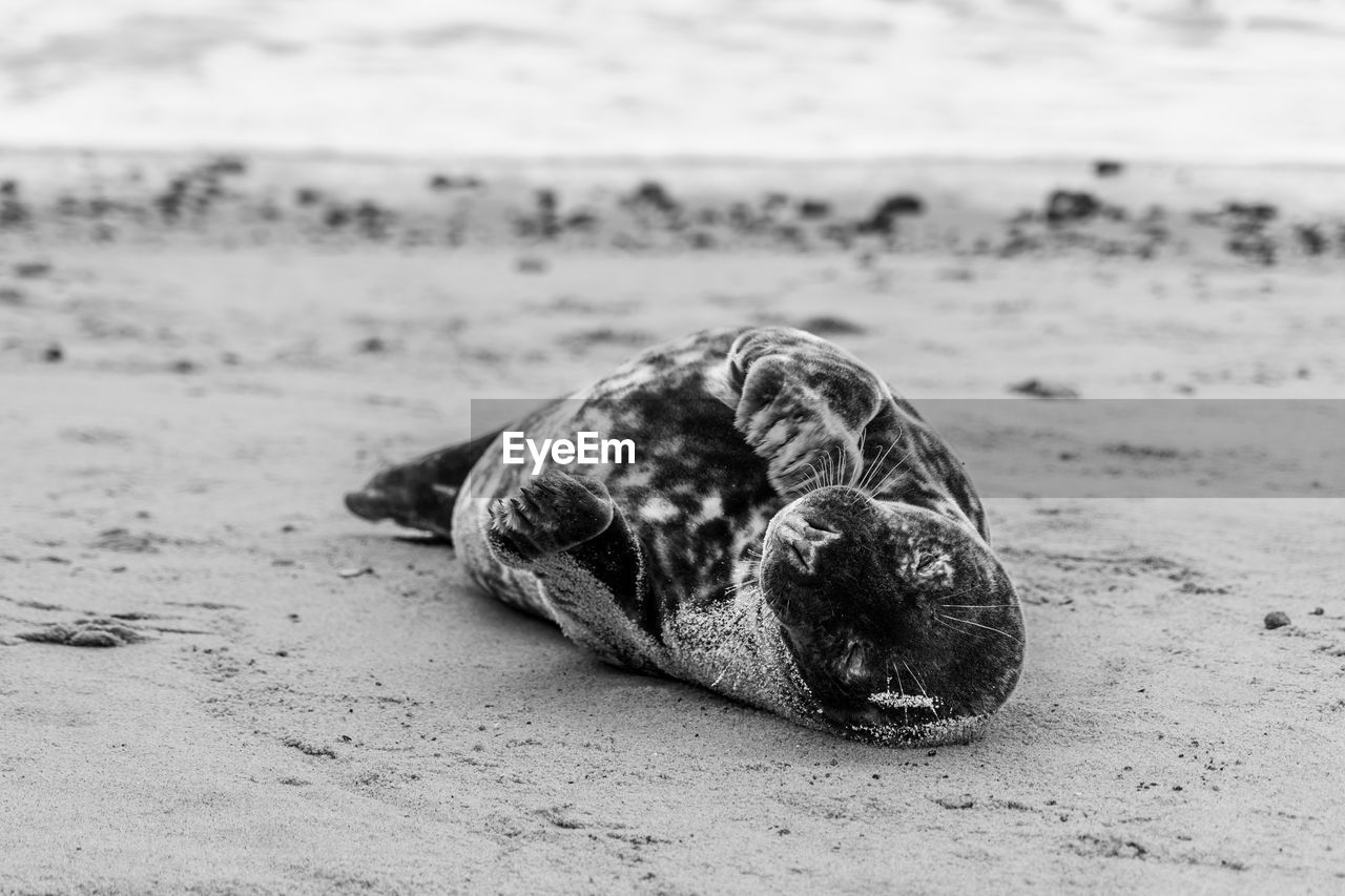beach, land, sand, black and white, sea, monochrome photography, nature, monochrome, animal, no people, water, animal wildlife, focus on foreground, animal themes, day, wildlife, shell, outdoors, close-up, one animal, sea turtle, turtle, animal shell, rock