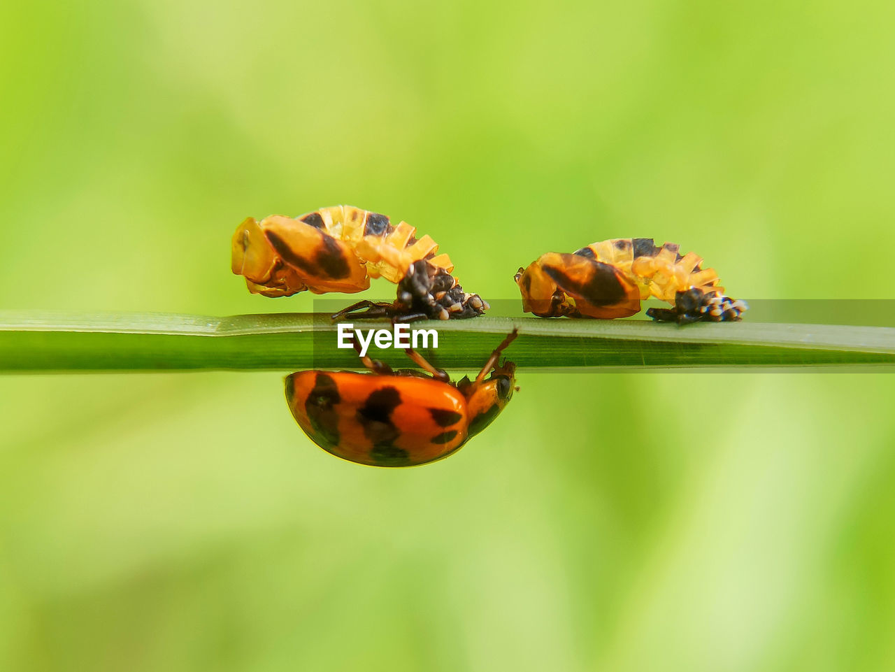 Ladybugs and larvae