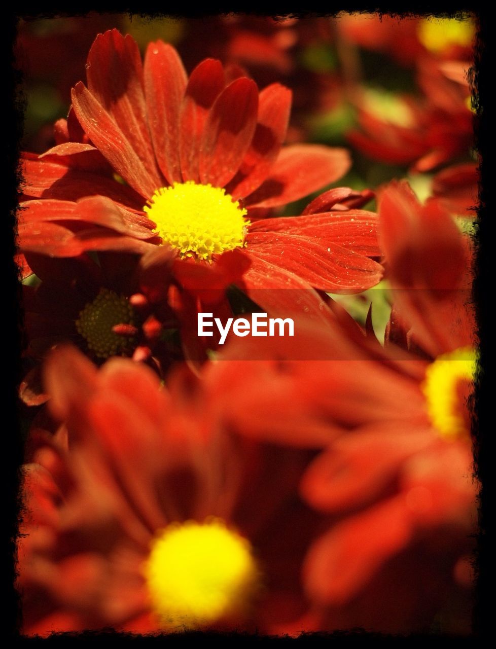 CLOSE-UP OF YELLOW FLOWERS BLOOMING OUTDOORS