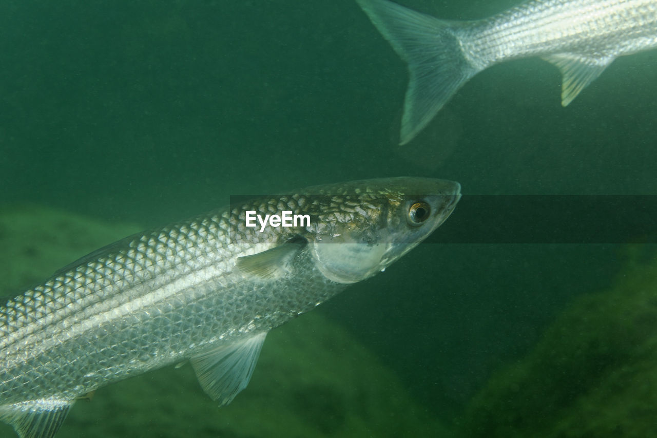 Underwater view of the thinlip mullet from skradinski buk, krka national park