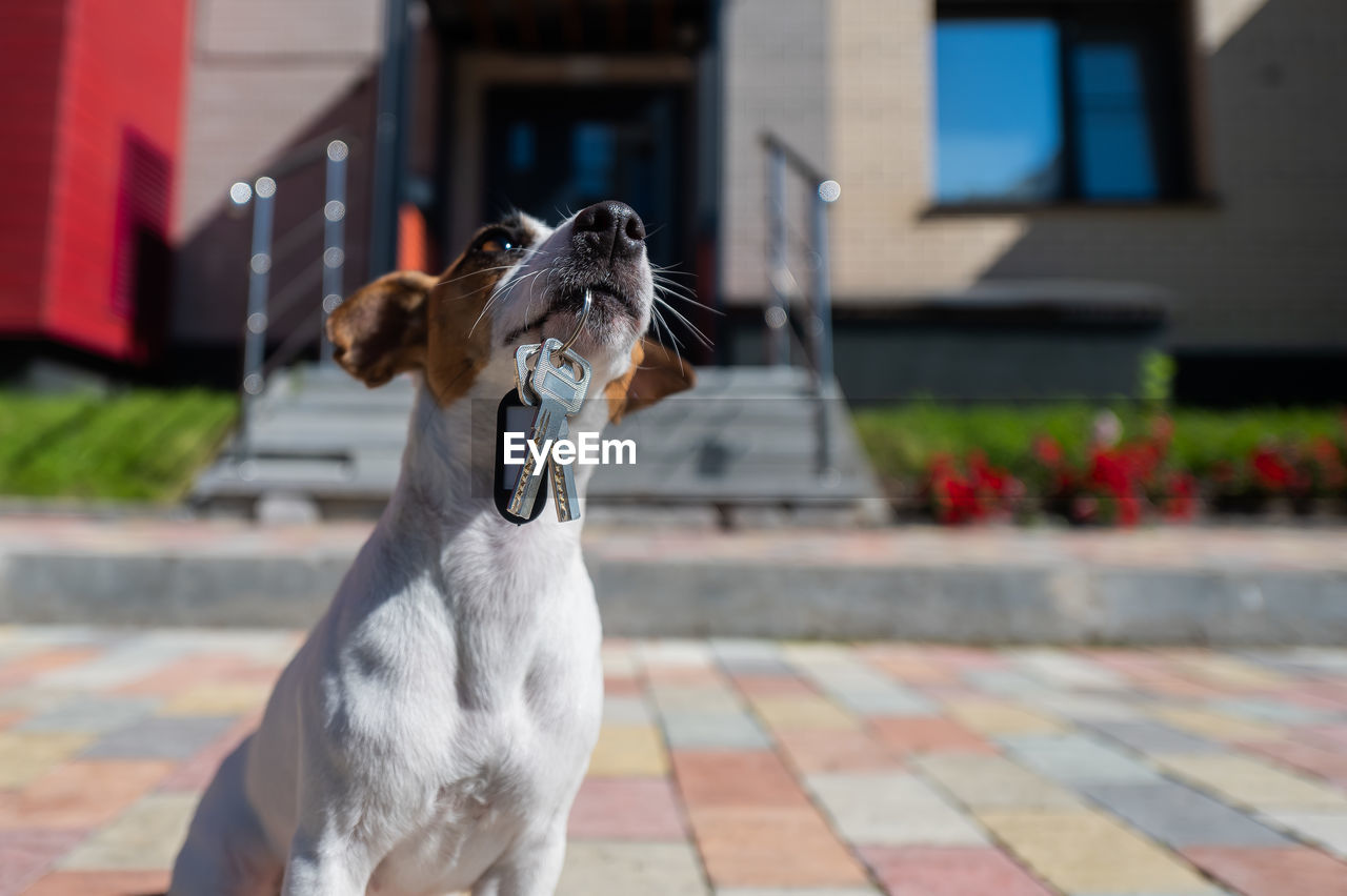 Dog jack russell terrier is sitting at the door holding the keys to the house.