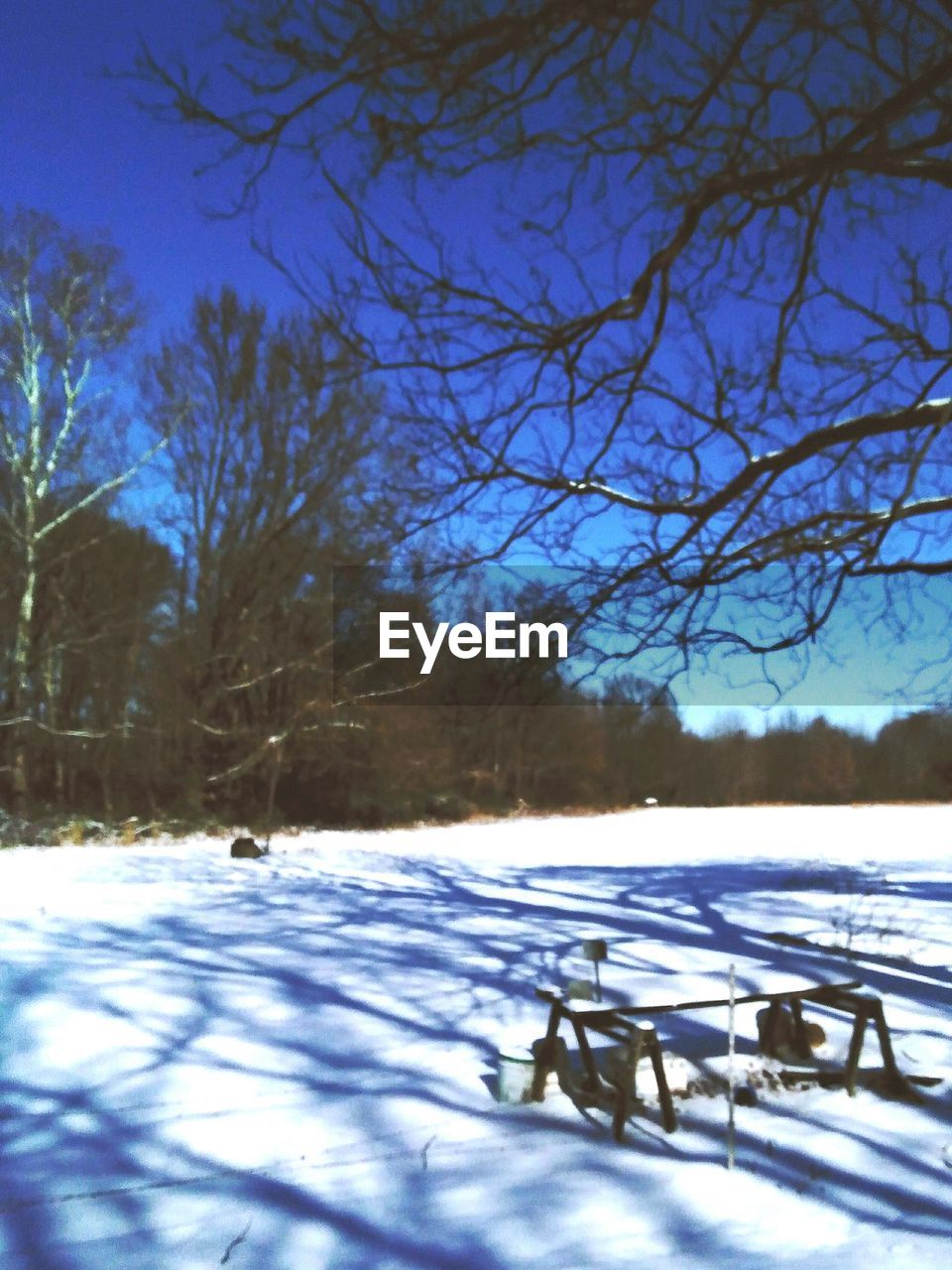 BARE TREES ON SNOW FIELD AGAINST SKY