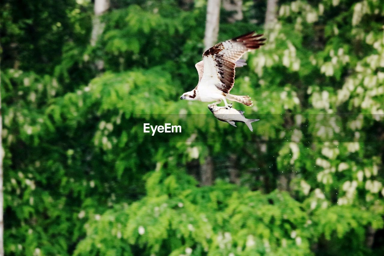 BIRD FLYING OVER A TREE