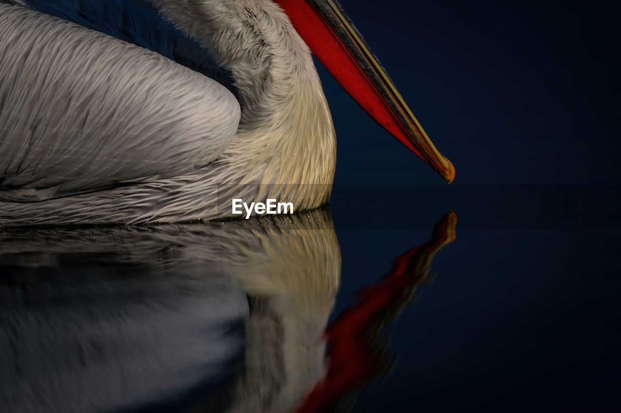 Close-up of dalmatian pelican body and beak