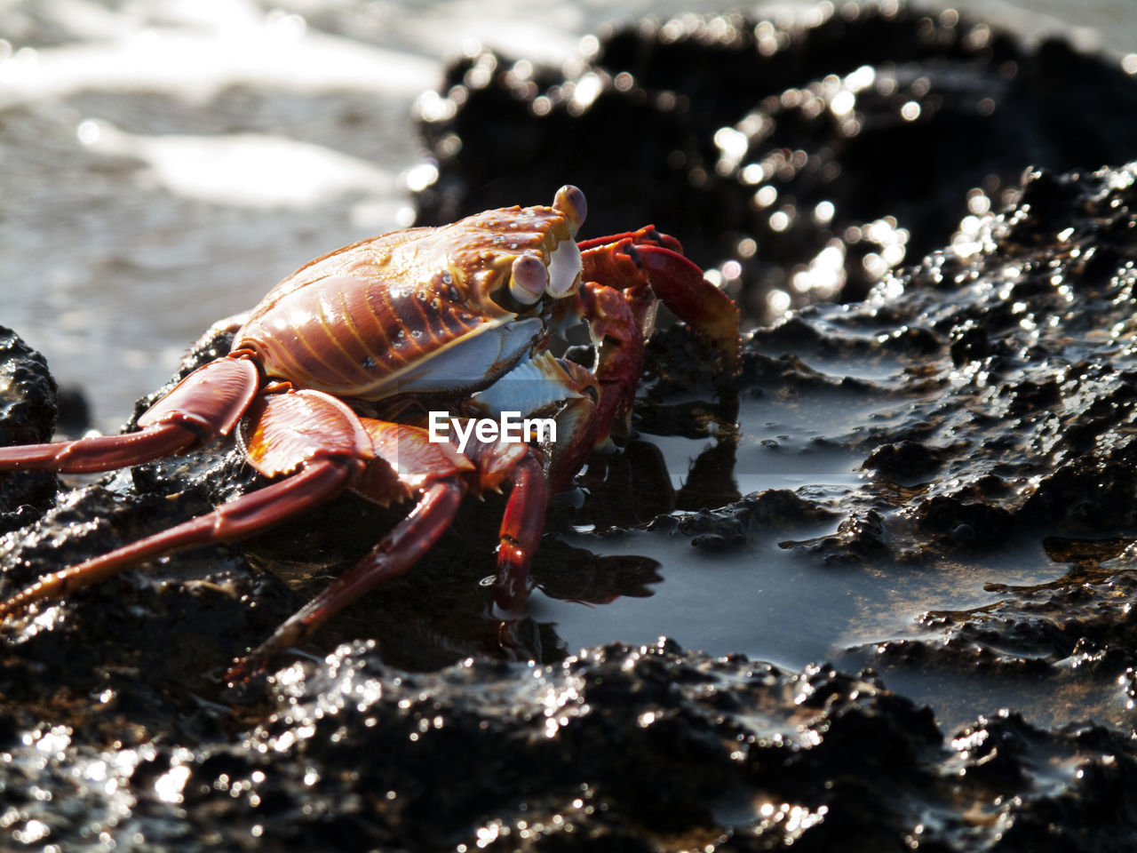 Close-up of sally lightfoot crab on wet rock
