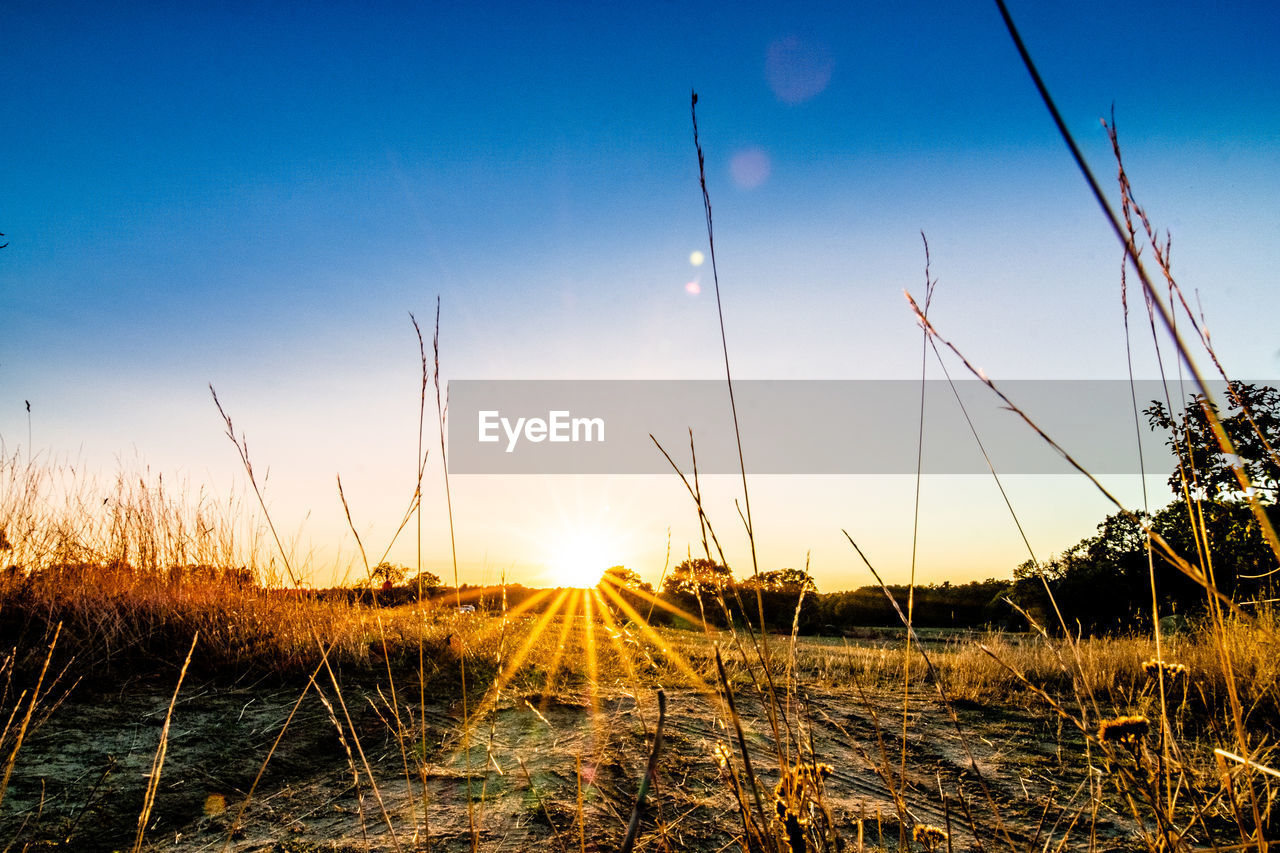 Scenic view of sunset over field