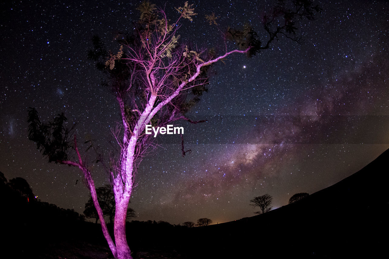 Purple light on bare tree against star field