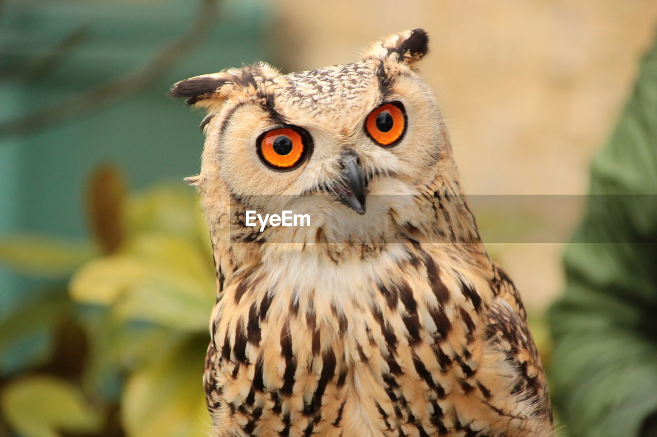 Close-up portrait of owl