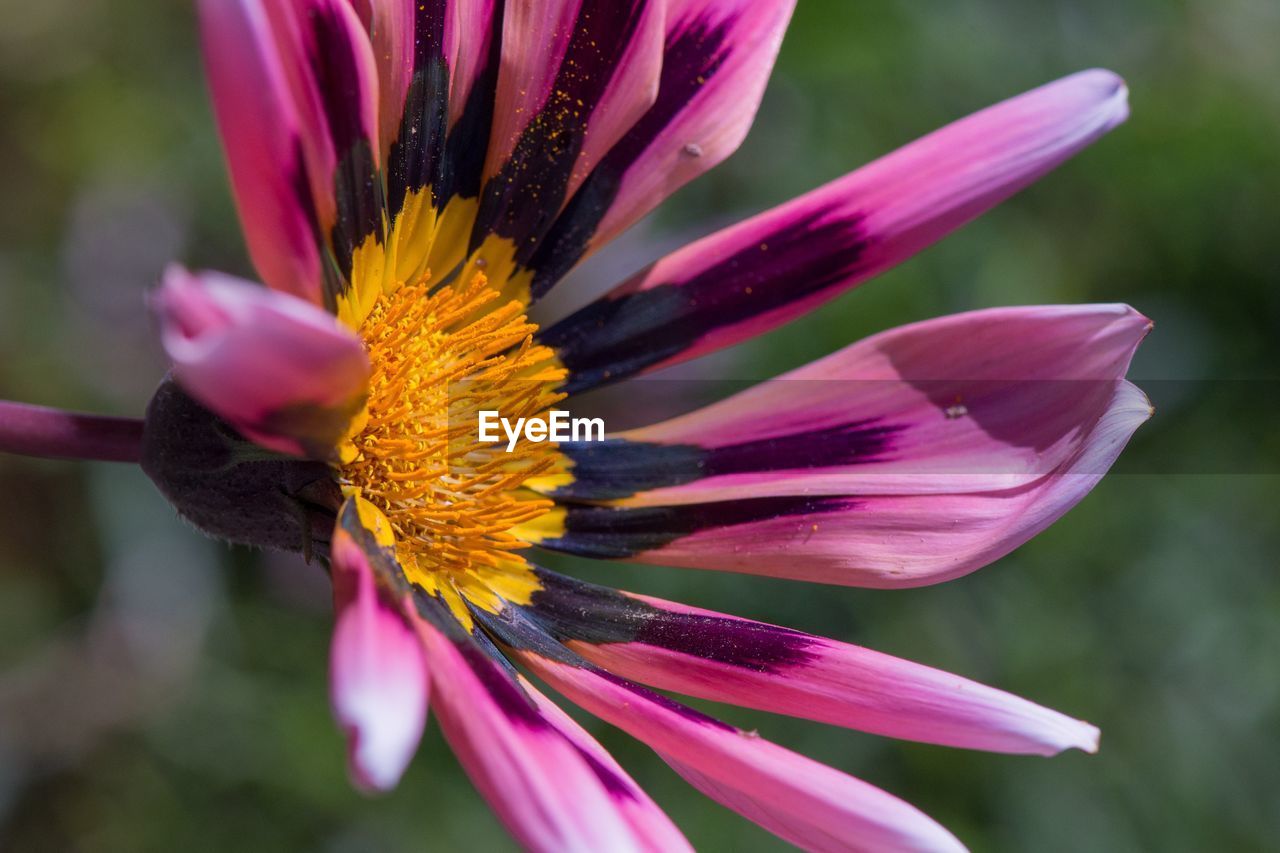 Close-up of pink flower