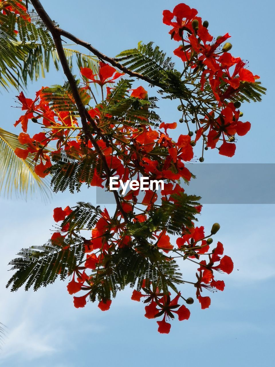 Low angle view of red flower on tree against sky