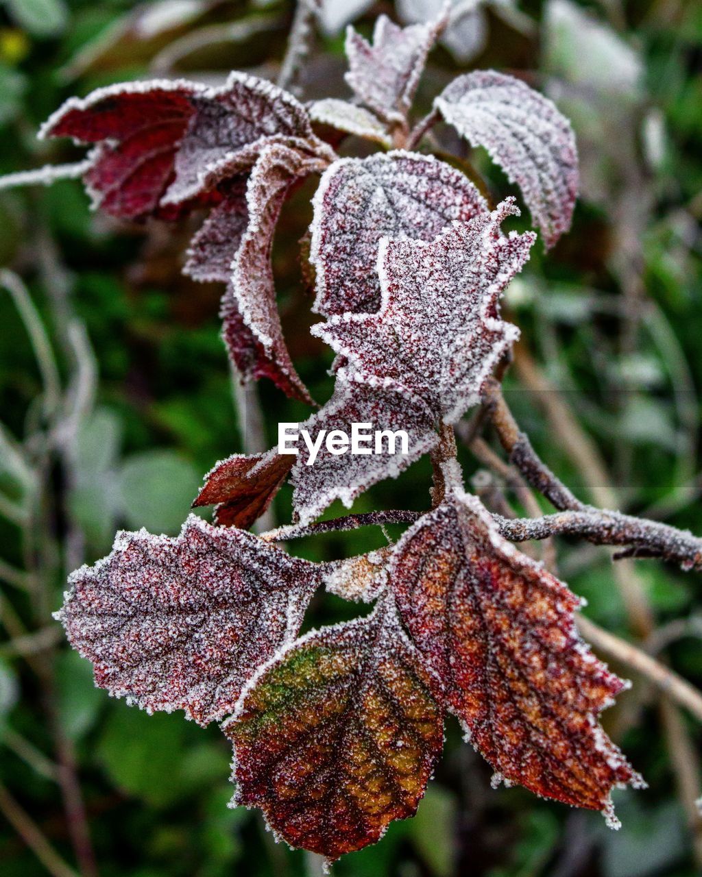 CLOSE-UP OF FRESH PLANT