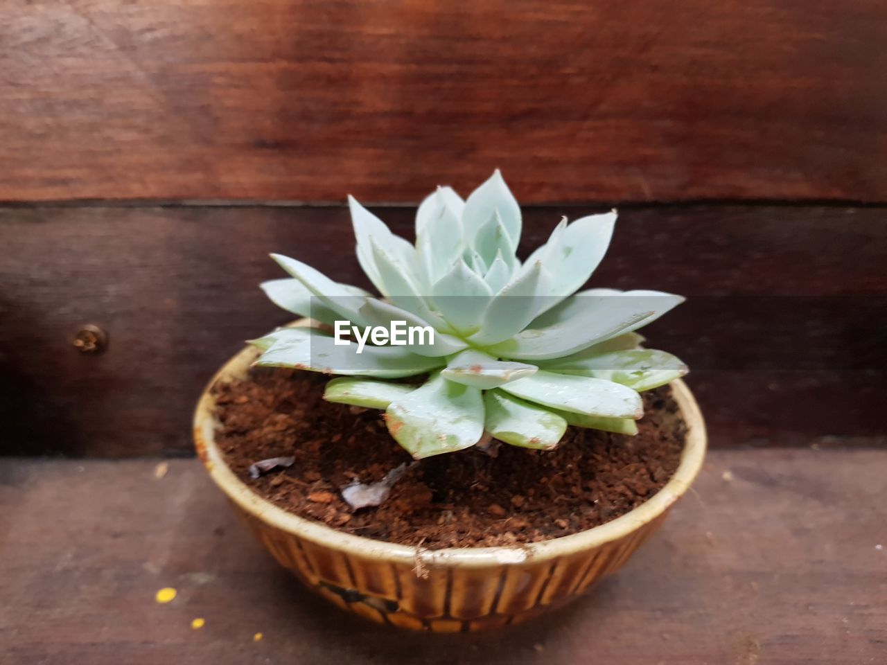 High angle view of potted plant