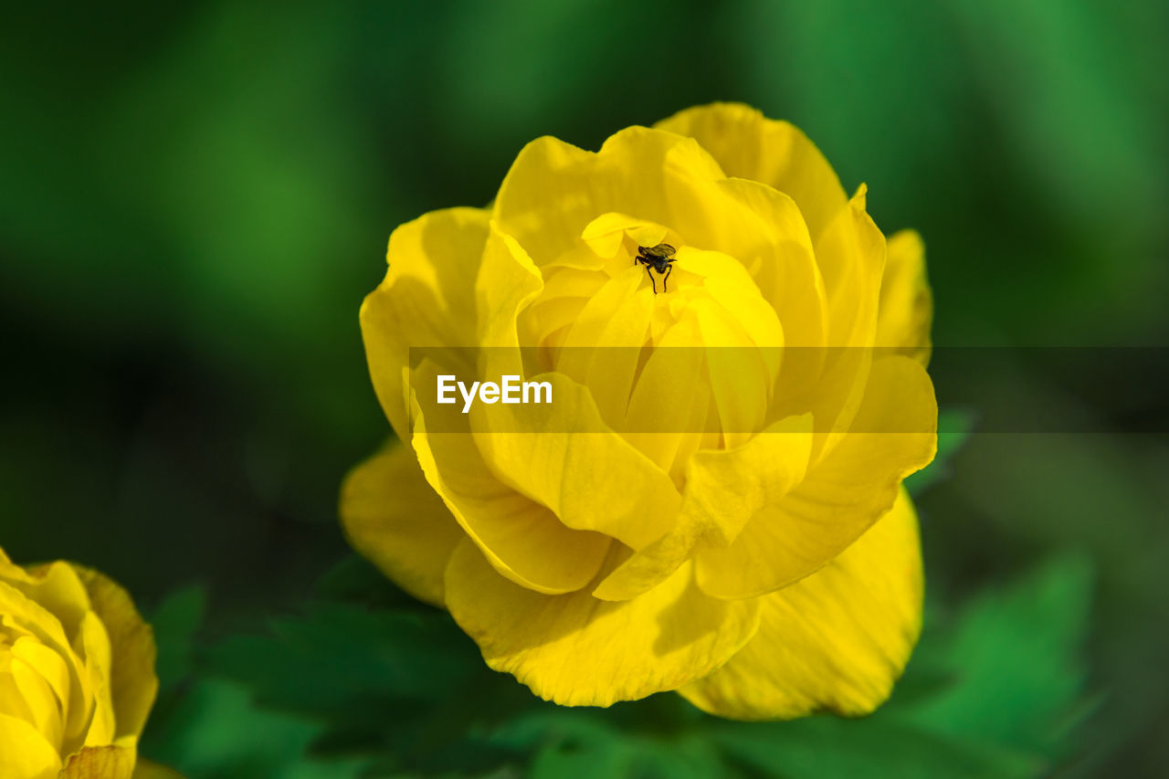 flowering plant, flower, yellow, plant, beauty in nature, freshness, petal, flower head, fragility, close-up, animal wildlife, nature, inflorescence, animal, animal themes, macro photography, insect, wildlife, growth, focus on foreground, no people, springtime, one animal, outdoors, wildflower, vibrant color, blossom, plant stem, macro